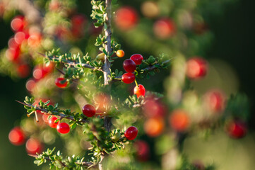 Piquillin, endemic wild fruits in the Pampas forest, Patagonia, Argentina © foto4440