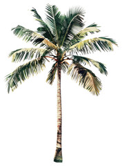 PNG A coconut plant arecaceae produce fruit.