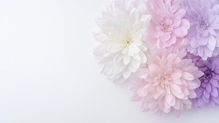 Obraz premium Delicate pastel flowers on a white background convey elegance, beauty, and harmony.