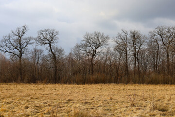 Obraz premium The photograph shows a landscape of a field with dry grass, behind which is a forest with leafless trees. The trees have characteristic branching crowns that stand out against the cloudy sky.