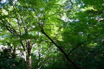 Green ginkgo leaves catching the sun's rays