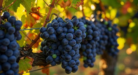 Fototapeta premium Ripe purple grapes on vine in sunlit vineyard. Autumn wine harvest scene. Winemaking and viticulture concept. Gourmet food ingredient for red wine production.