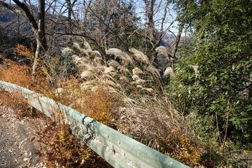 Miscanthus sinensis growing by the guardrail