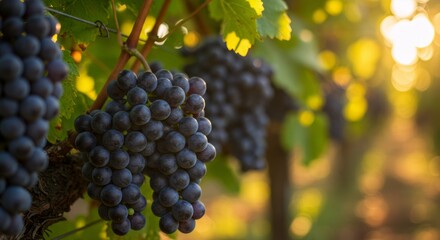 Fototapeta premium Ripe purple grapes on vine in sunlit vineyard. Close-up of wine grape clusters with green leaves. Winemaking and viticulture concept. Harvest season background for wine label