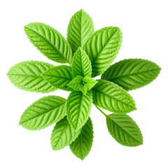Mint leaves isolated on transparent background
