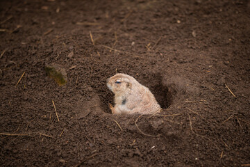 Obraz premium Little Black-Tailed Prairie Dog in Zoo. Cute Furry Cynomys Ludovicianus in Zoological Garden. Rrodent of the Family Sciuridae in Brown Hole Ground.