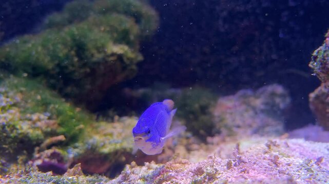 a blue  Sapphire devil swing in the acquarium