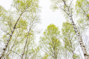 Springtime foliage of birch trees reaching towards a cloudy sky in Sweden