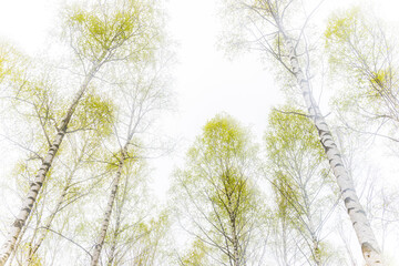 Fresh spring leaves emerge in a serene Swedish forest under a bright sky