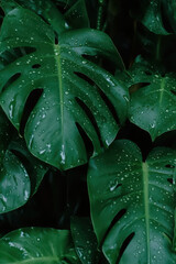 Lush Monstera Leaves Adorned with Raindrops: A Vibrant Display of Nature's Beauty in Tropical Foliage