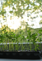 Micro greens of peas grow. 