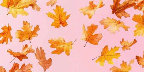 Obraz premium Floating yellow autumn oak leaves on a pastel pink background