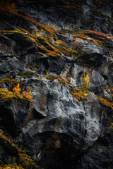 A Beautifully Textured Rock Surface Adorned with Rich and Colorful Autumn Foliage