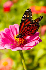 Monarch Butterfly on Zinnia Flower