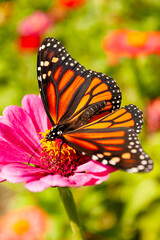 Monarch Butterfly on Zinnia Flower