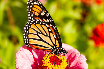 Monarch Butterfly on Zinnia Flower