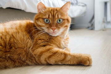 Cute orange cat lying on the floor and looking at camera close up portrait