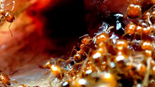 A detailed macro photograph of fire ants collectively foraging on a food source, showcasing their teamwork and natural behavior in an outdoor environment.