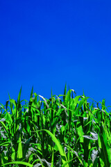Corn field. Corn green sprouts.Corn cultivation. Corn vivid leaves in a sunny bright day