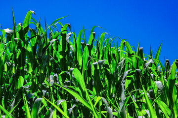 Corn field. Corn green sprouts.Corn cultivation. Corn vivid leaves in a sunny bright day