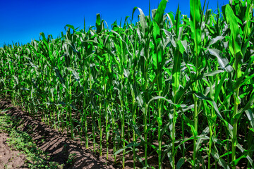Corn field. Corn green sprouts.Corn cultivation. Corn vivid leaves in a sunny bright day