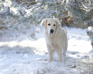 Cute white golden retriever dog in winter park. Sad lonely dog outdoor