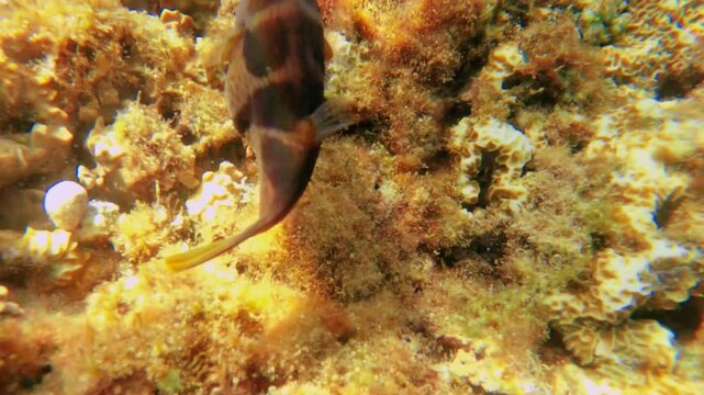close up chasing view of a curious Black saddled toby Fish swimming around at the bottom of the ocean with algae underwater during day time at pacific ocean
