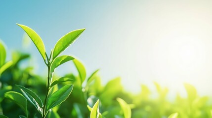 Fototapeta premium tea plantation in a hilly landscape, bright green leaves under a clear sky, serene and ,