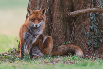 Familie Fuchs in einem Stadtpark