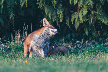 Obraz premium Familie Fuchs in einem Stadtpark