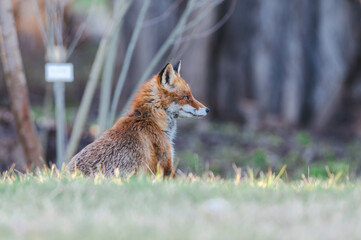 Familie Fuchs in einem Stadtpark