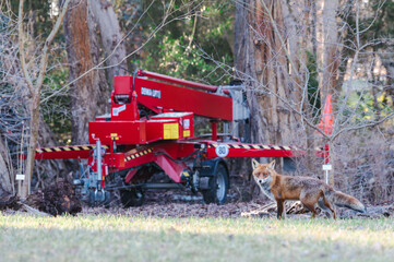 Familie Fuchs in einem Stadtpark
