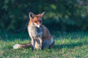 Familie Fuchs in einem Stadtpark
