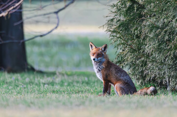 Familie Fuchs in einem Stadtpark