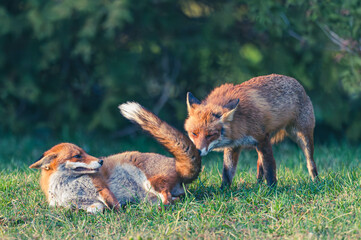 Familie Fuchs in einem Stadtpark