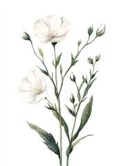 Obraz premium Delicate white wildflowers blooming gracefully on white background