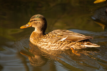 duck on the water