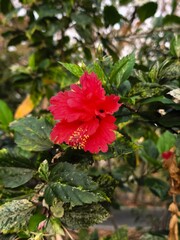 Fototapeta premium red hibiscus flower