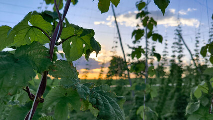 hops plant growing  on the pole in the field