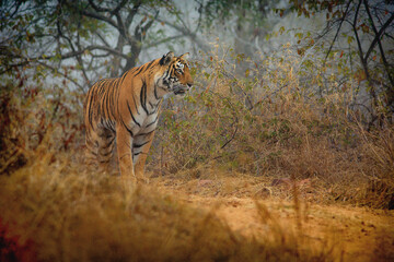 tigre Inde © laurent