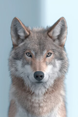 Fototapeta premium Stunning Portrait of a Majestic Wolf Captivating Nature Enthusiasts and Wildlife Lovers Alike in Beautiful Detail