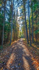 Fototapeta premium Autumn forest path with sunlit trees and fallen leaves in tranquil woodland setting