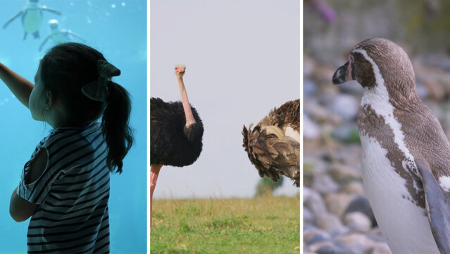 Split Screen Video Opener