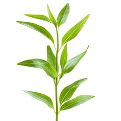 Fototapeta premium Fresh Tarragon Leaves Side View, Isolated on White Background