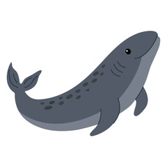 Large marine fish. Whale shark isolated on white. whale shark wild nautical fish. Underwater world, ocean, underwater inhabitants