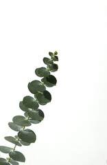 
Eucalyptus leaves on a white background
