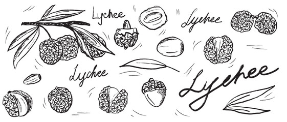 Lychee fruits, leaves in black brush stroke texture isolated on white background. Hand drawn vector sketch illustration in vintage charcoal ink. Tropical fruit, package design, Litchi chinensis
