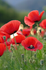 Obraz premium Vibrant Red Poppies Blooming in a Lush Green Field Under Soft Sunlight - A Stunning Display of Nature's Beauty