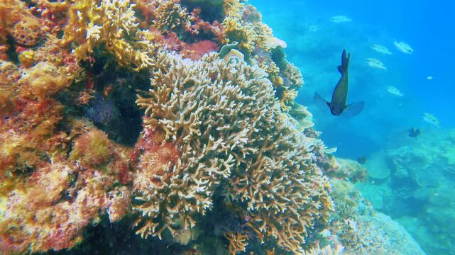 swimming around into water view of scissortail sergeant blueside wrasse black damsel bluestripe snapper fish at the bottom of shallow reef underwater during day time at pacific ocean