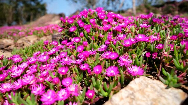 Closeup view of shocking pink delosperma iceplant flowers in bloom in spring